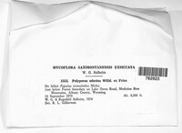 Bjerkandera adusta image